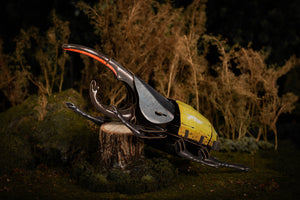 Make Bug Hercules Beetle 3D Puzzle, Bring Nature Home