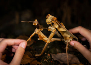 Make Bug Dead Leaf Mantis 3D Puzzle, Bring Nature Home