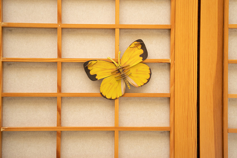 Make Bug Common Grass Yellow Butterfly 3D Puzzle, Bring Nature Home