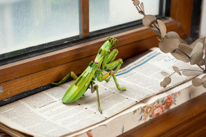 Make Bug Giant Praying Mantis 3D Kraft Paper Puzzle